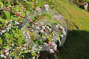 Ripening green blueberries, Vaccinium corymbosum, on a blueberry bush