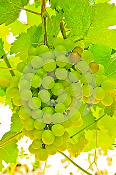 Ripening green grape clusters on the vine