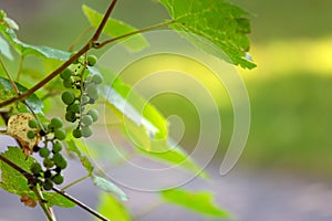 Ripening green grapes on a grapevine