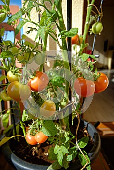 Ripening green and red tomatoes on the bush