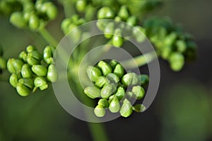 Ripening green seeds of Pimpinella anisum