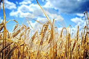 Ripening harvest of rye under a cloudy sky.