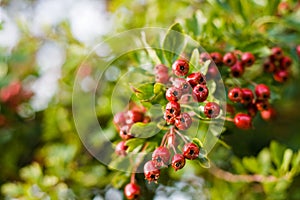 Ripening Hawthorn Berries