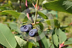 Ripening honeyberry fruits on the bush