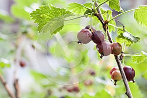 Ripening Jostaberry on a branch