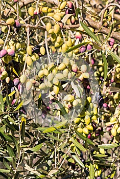 Ripening Kalamata olives hanging on olive tree branch