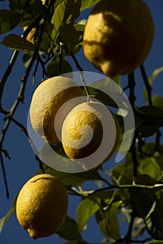 Ripening lemons on the branch of tree in the morning of sun