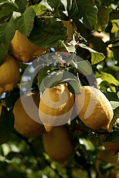 Ripening lemons on the branch of tree in the morning of sun