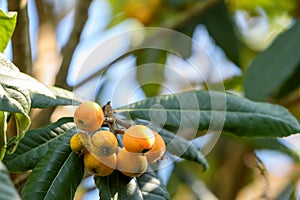 Ripening Loquat Fruit on Tree in New Orleans, Louisiana, USA