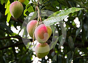 Ripening mangoes hanging from the tree.