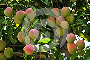 Ripening mangoes on tree