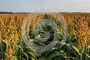 Ripening Milo (Sorghum) Field