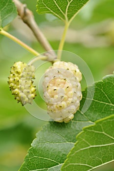 Ripening Mulberry fruit photo