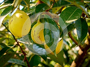 Ripening nutmeg fruits in its tree