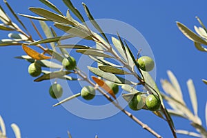 Ripening Olives photo