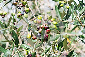Ripening olives, black, purple, green, on an olive tree branch in Monteriggioni, Tuscany, Italy