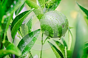 Ripening orange with waterdrops growing in the tree