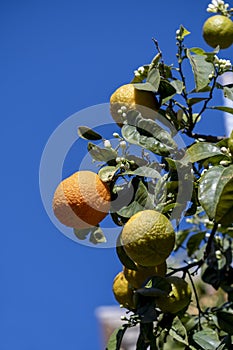 Ripening oranges on tree in strong sunshine