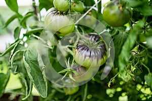 Ripening organic fresh tomatoes plants on a bush. Growing own fruits and vegetables in a homestead