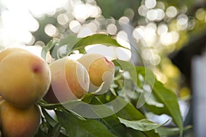 Ripening peaches on tree branch in garden. Space for text