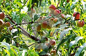 Ripening peaches on tree branches in the garden