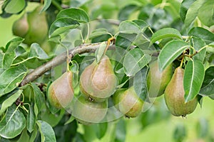 Ripening pears on a tree in orchard garden