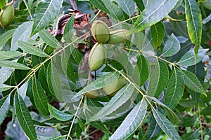 RIPENING PECAN NUTS ON A TREE