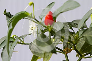 Ripening period of hot pepper. Red hot chili pepper.