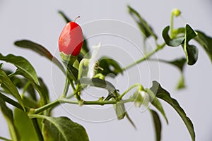 Ripening period of hot pepper. white flower blossomed on a pepper bush.