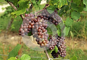 Ripening pinot gris grape, brown pinkish variety, hanging on vine
