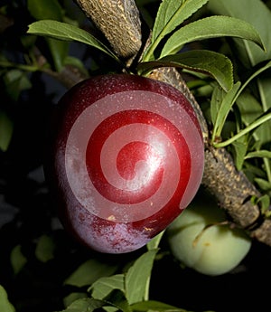 Ripening plum