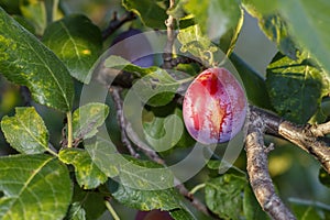 Ripening Plum on The Branch Close Up