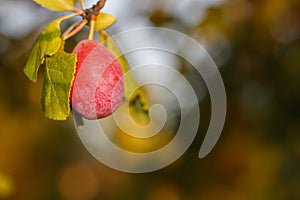 Ripening Plum on The Branch Close Up