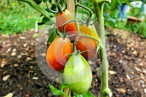 Ripening Plum Tomatoes