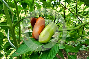 Ripening Plum Tomatoes