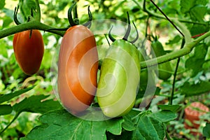 Ripening Plum Tomatoes