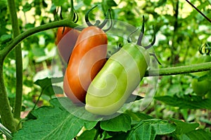 Ripening Plum Tomatoes