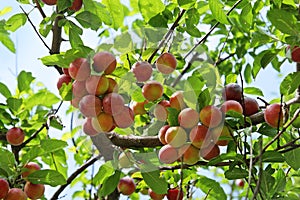 Ripening plums
