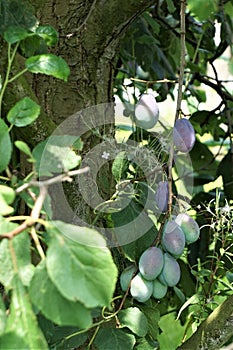 Ripening plums hanging from tree branch in untended orchard