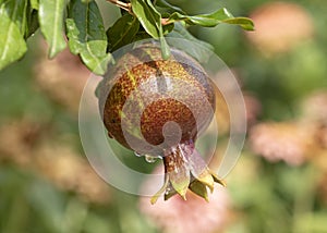 A ripening pomegranate fruit