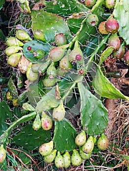 Ripening Prickly Pear Cactus, Opuntia, Fruit