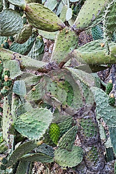Ripening Prickly Pear Fruit in Wild Colony