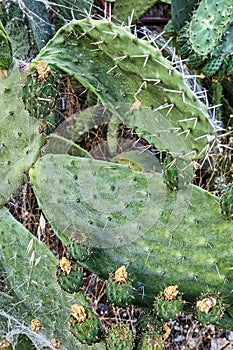 Ripening Prickly Pear Fruit in Wild Colony