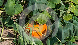 Ripening pumpkin,cucurbit on a hot August day in the countryside in the garden. photo