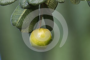 Ripening quince fruits on tree