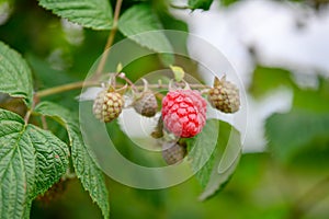 Ripening raspberries on bush in summer. Closeup of raspberries in different stadium of vegetarien growth