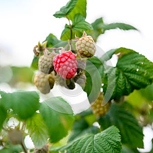 Ripening raspberries on bush in summer. Closeup of raspberries in different stadium of vegetarien growth