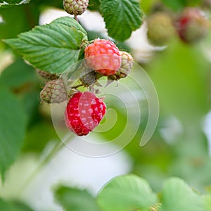 Ripening raspberries on bush in summer. Closeup of raspberries in different stadium of vegetarien growth