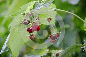 ripening raspberry red berries in the garden. ripe raspberry berries against the green foliage of the bush