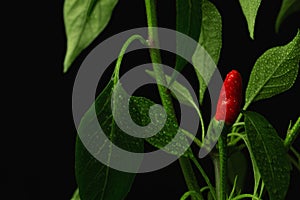 Ripening of red capsicum fruit on a young plant